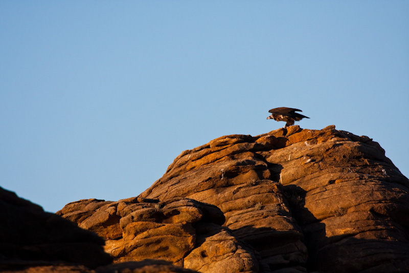 Cinareous Vulture Taking Flight